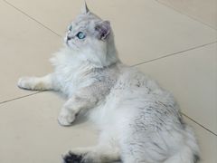 -怪兽屋·羊驼·猫咖·狗咖(俊华广场店)
