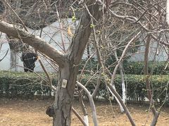 -桃花堤公园