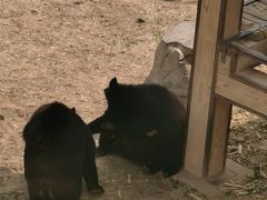 -石家庄市动物园