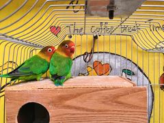 -Rabbit Cafe私房西餐甜点咖啡(栖霞路店)