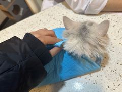-宠爱国际动物医院·消化内科·心肾内科·ISFM猫友好(望京店)