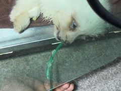 -艾贝尔宠物医院·24H转诊中心·肿瘤猫专科(江宁双龙店)