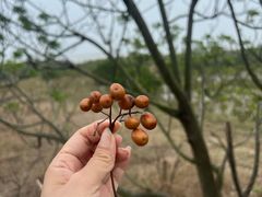 -北海金海湾红树林生态旅游区