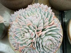 -龙大花卉苗木市场