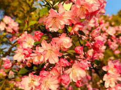 -高东镇樱花园
