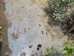 -北海金海湾红树林生态旅游区