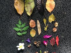 -南宁良凤江国家森林公园