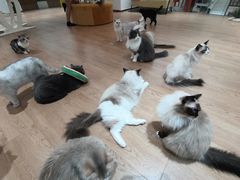 -1013 PET SHOP精品宠物商店(丁香店)