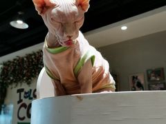 -藏猫猫咖啡主题馆(中央大道店)