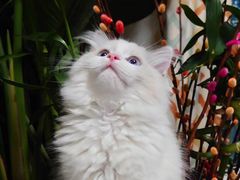 -屋虎猫馆(宝安大仟里店)