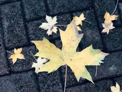 -大渡口区义渡公园