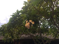 -四季酒店下午茶