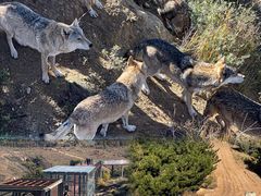 -鄂尔多斯野生动物园