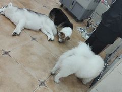 -Let's go狗咖·猫咖·奶狗·桌游(春熙路IFS店)