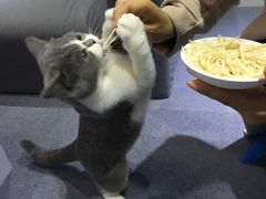 -喵的天空名猫咖啡馆·撸猫·猫舍·用品