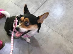 -严国平动物医院(德政总院)