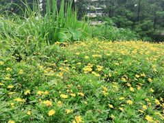 -成都市活水公园