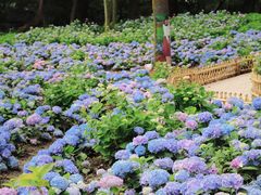 -上海共青森林公园