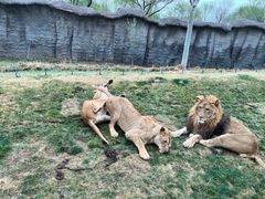 -北京野生动物园