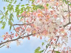 -深圳国际园林花卉博览园