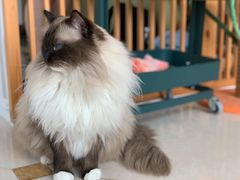 -Catmate·猫肥家润(金润铂宫店)