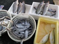 -青岛沙子口国家中心渔港