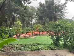 -广州长隆飞鸟乐园