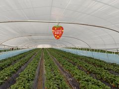 -喜杨洋草莓采摘园