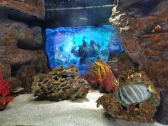 -凯莉-塔尔敦海洋生物水族馆