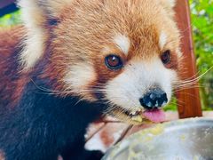-普洱太阳河森林公园