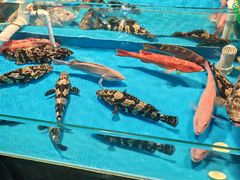 -渔人金景(湛江·渔人码头店)