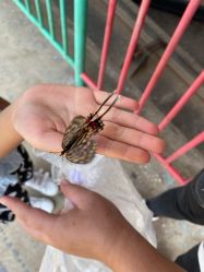 -窦王岭景区游乐场