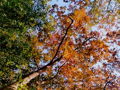 -上海佘山国家森林公园天马山园