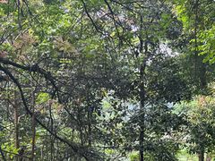 -阳台山森林公园