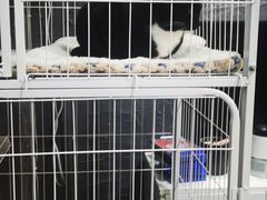 -壹迦桌游·血染钟楼剧本杀狼人杀