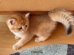 -糯米喵星人总部直营旗舰店·猫舍·幼猫出售