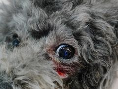 -拜鲁耶动物诊疗中心·宠家动物医院