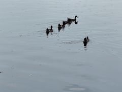 -什刹海