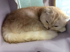 -喵的天空名猫咖啡馆·撸猫·猫舍·用品