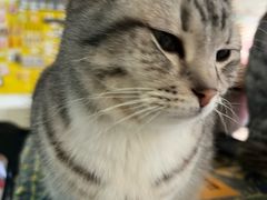 -平行世界·猫咖(首经贸店)