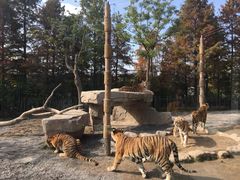 -上海野生动物园老虎餐厅