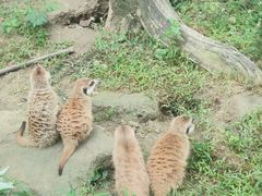 -成都动物园