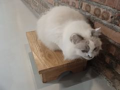 -豆逗聊愈猫阁Easy Life