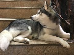 -more than meow吴止猫主题餐厅(承德 中船汇店)