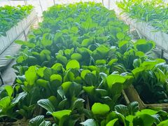 -甜心庄园·甜心草莓采摘园(西青中北店)