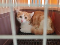 -艾吉宠物医院·疑难杂症转诊中心·猫友好(碧江路院)