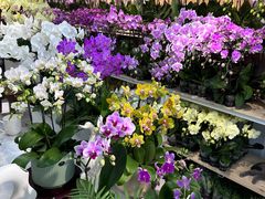 -自由生长植物工作室(深港花卉中心店)