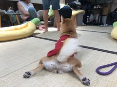 -逗柴咖啡屋·狗咖猫咖宠物桌游