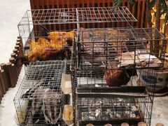 -忆江南·临江鱼馆