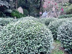 -十八棵（老龙井）御茶园(老龙井店)